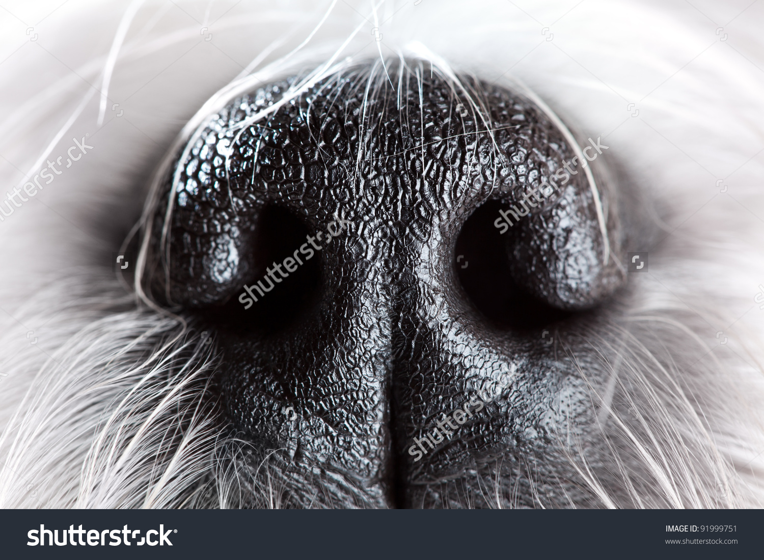 Shih Tzu Dog Nose Closeup Stock Photo 91999751.