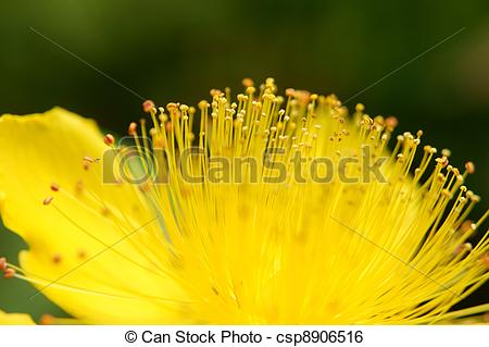 Stock Image of Stamen of a yellow flower (close.