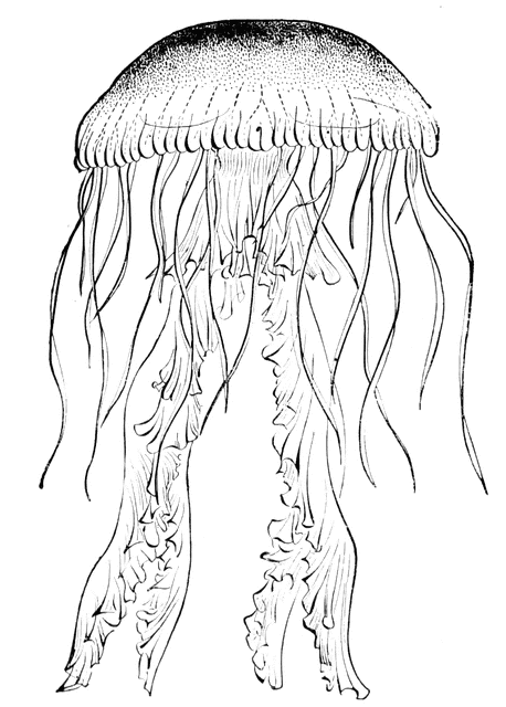 Cnidarians Coloring Pages #Cnidarians #CnidariansColoringPages.