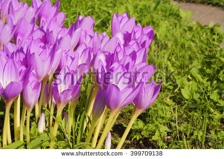 Colchicaceae Stock Photos, Royalty.