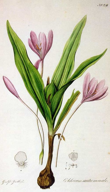 Colchicum Autumnale aka Autumn Crocus.