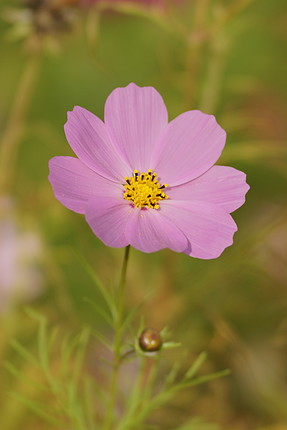 cosmos_bipinnatus_05.jpg.