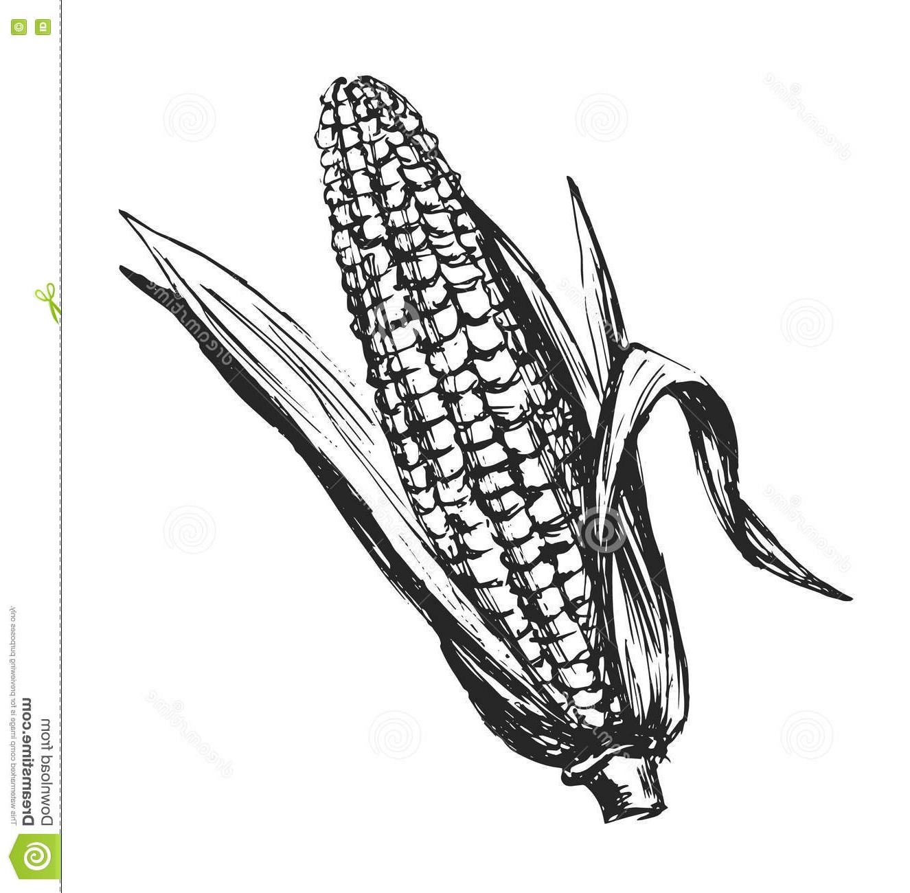 HD Corn Vector Black And White Cdr » Free Vector Art, Images.