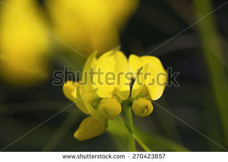 lotus Corniculatus" Stock Photos, Royalty.