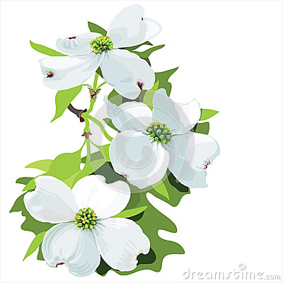 Dogwood (Cornus Florida) Stock Vector.