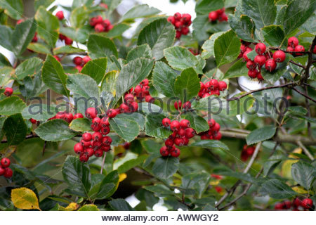 Crataegus Stock Photos & Crataegus Stock Images.