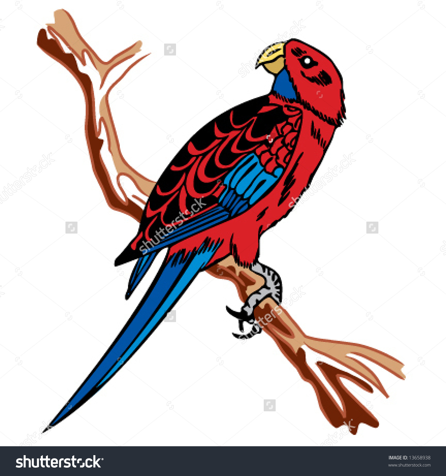 Crimson Rosella Stock Vector 13658938.