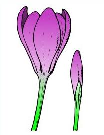 Free Crocus Clipart.