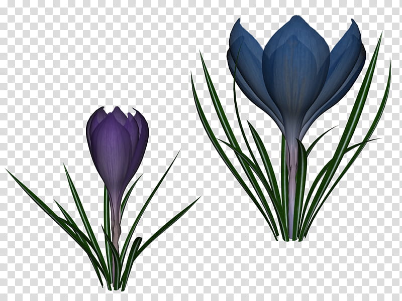 Two Crocus, two blue.