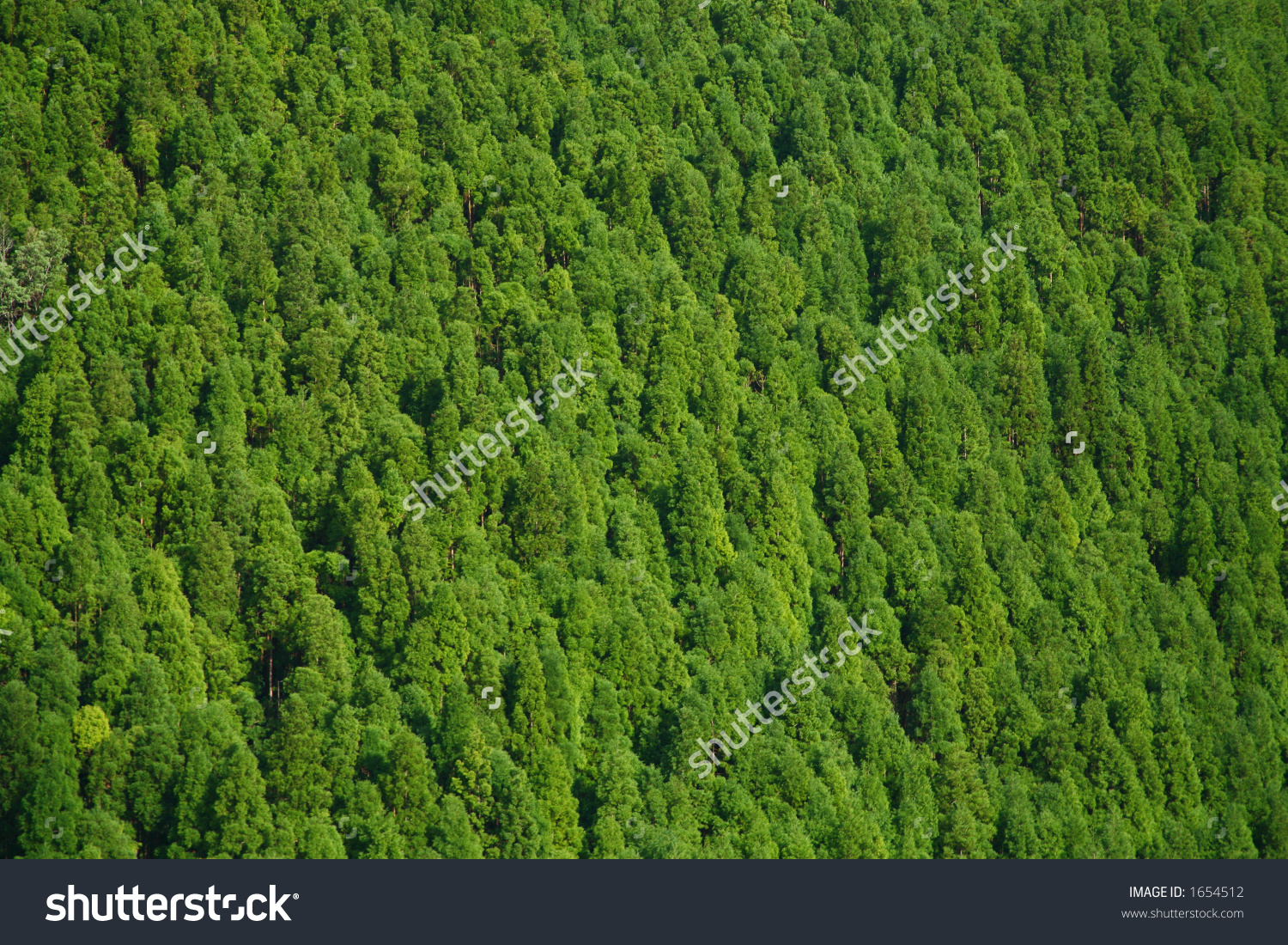 Japanese Cedar Forest (Cryptomeria Japonica Stock Photo 1654512.