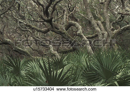 Stock Photo of Cumberland Island National Seashore, GA, Golden.