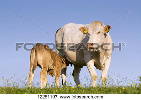 Picture of Blonde d'Aquataine calf suckling mother, on upland.