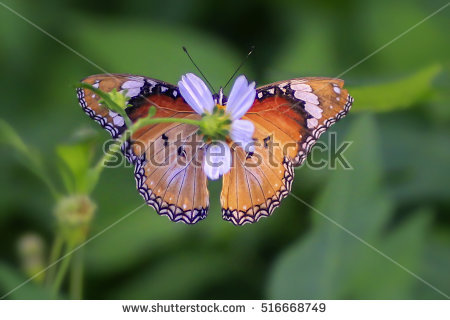 Eggfly Stock Photos, Royalty.