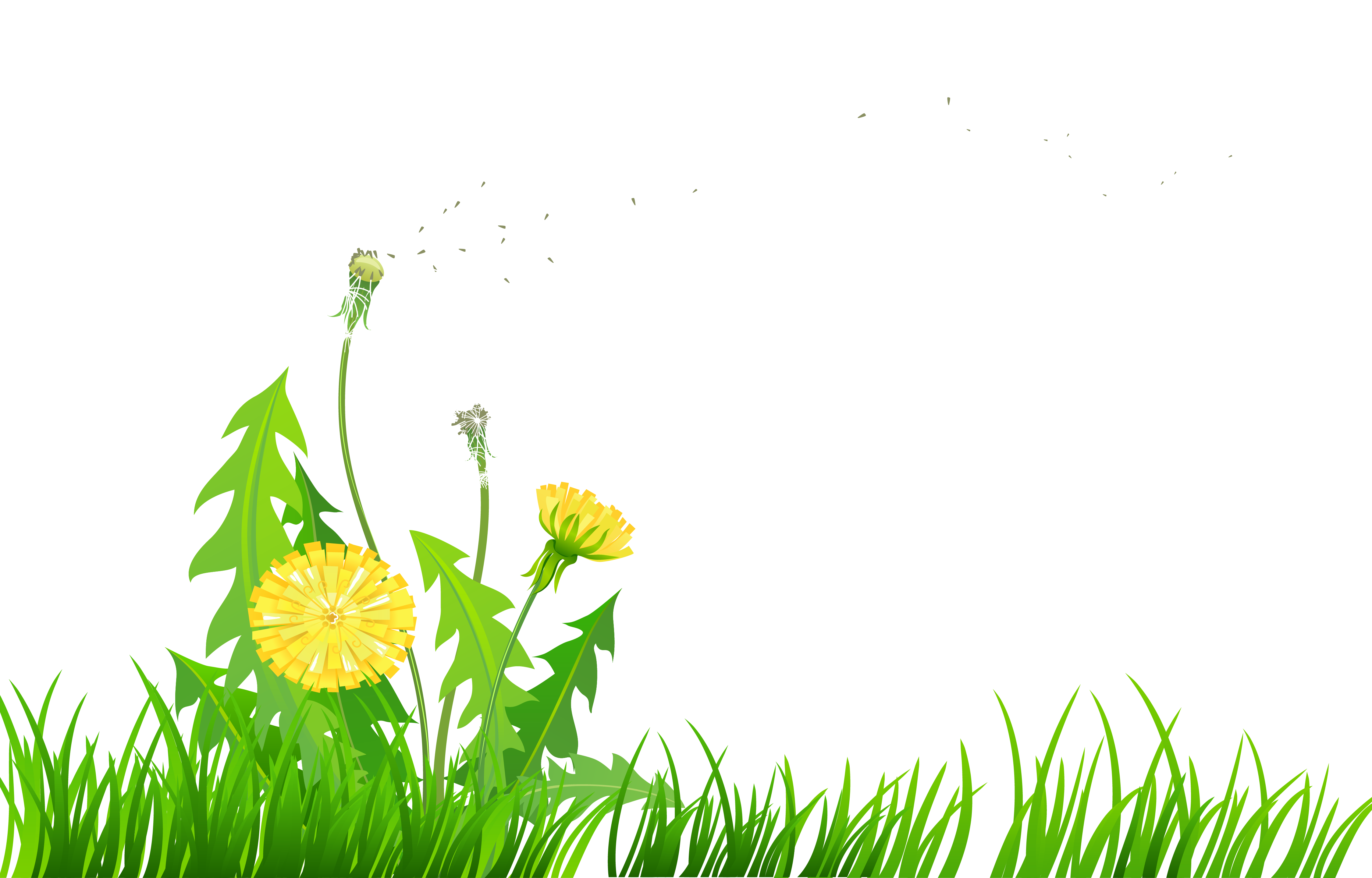 Free Dandelion Cliparts, Download Free Clip Art, Free Clip.