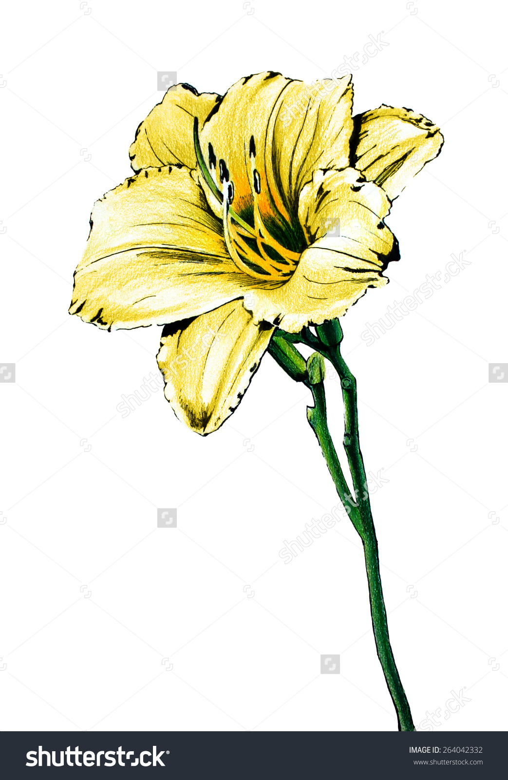 Hand Drawn Flower Color Pencil Sketch Stock Illustration 264042332.