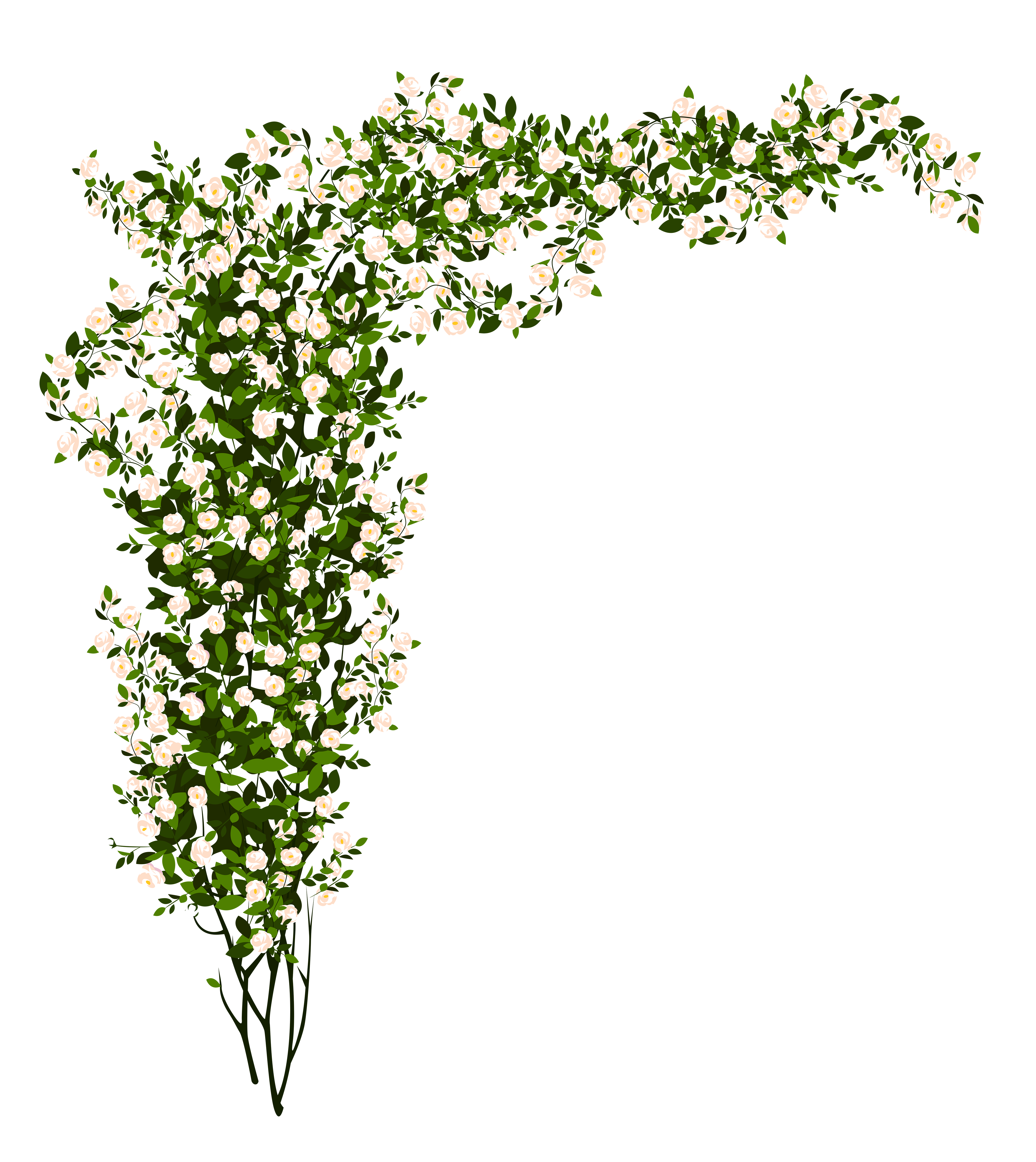 Decorative Whte Rose Bush PNG Clipart Picture.