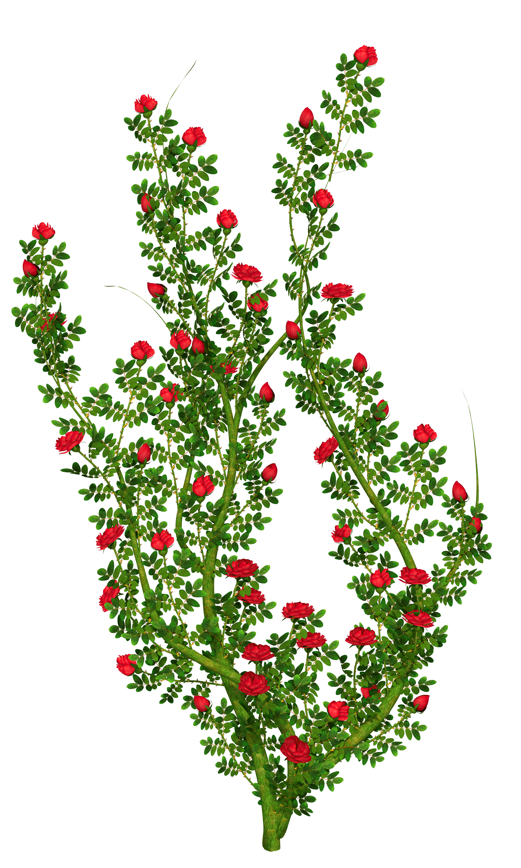 Rosebush PNG Clipart Picture.