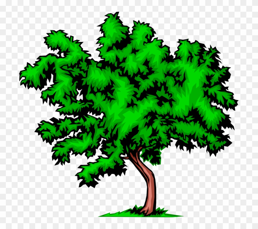 Vector Illustration Of Bushy Deciduous Tree.