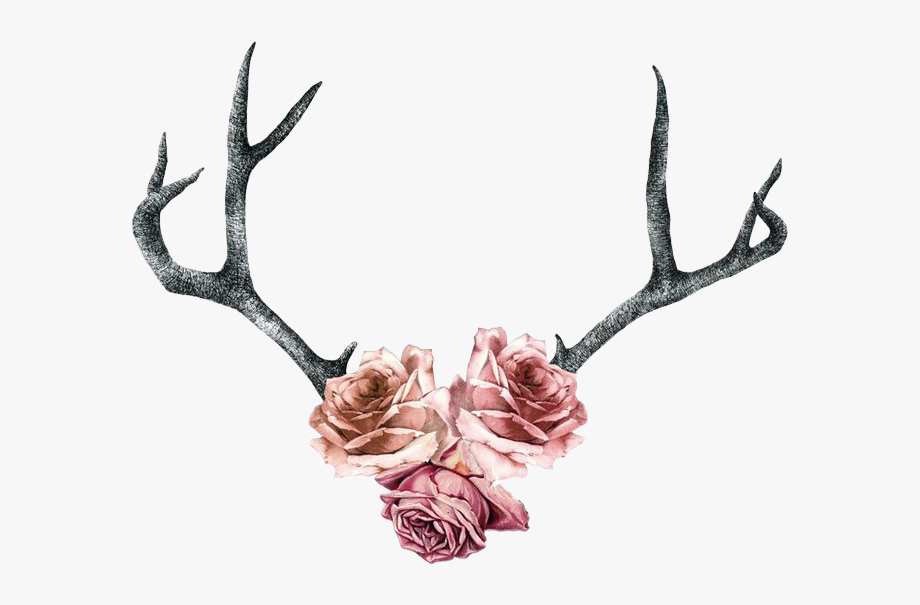 Rose Roses Antlers Pink Flowers Floral.