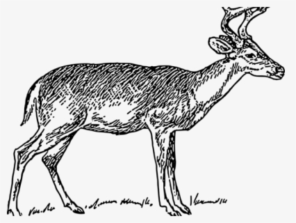 Free Whitetail Deer Clip Art with No Background.