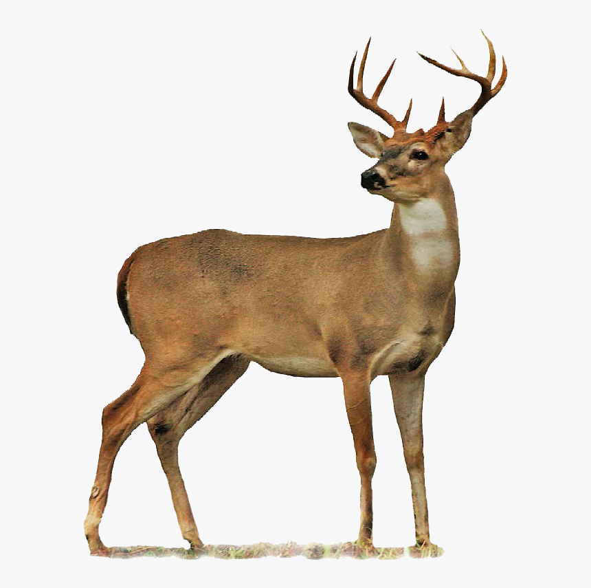 Buck Clipart Transparent Background.