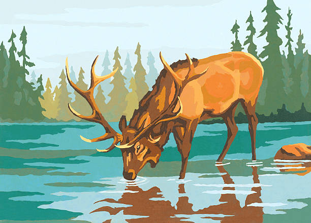 Deer Drinking Water Clip Art, Vector Images & Illustrations.