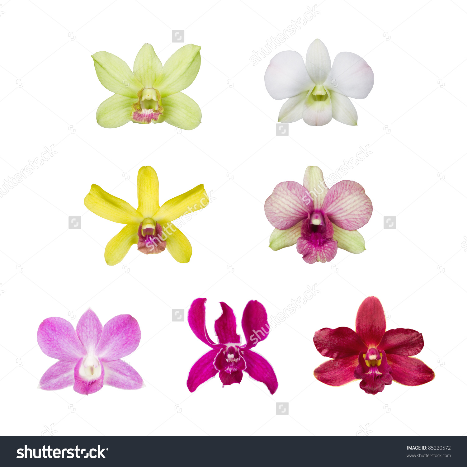 Orchid Flower Blossom Collection Isolated On White Background.