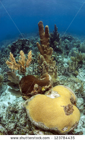 Pillar Coral Stock Photos, Royalty.