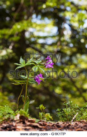 Leaflet Stock Photos & Leaflet Stock Images.