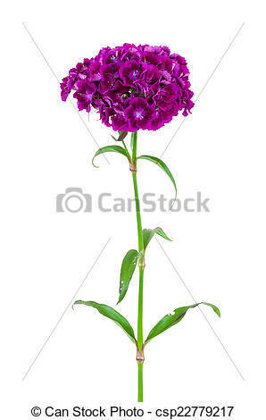 Stock Photography of Dianthus barbatus flower isolated on white.