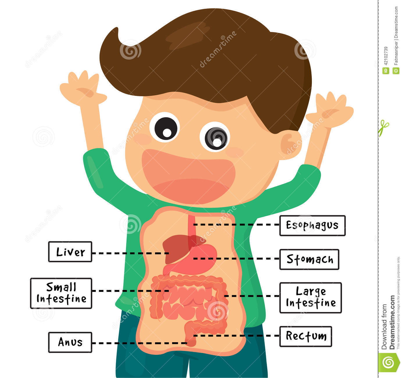 Clipart of human digestion.