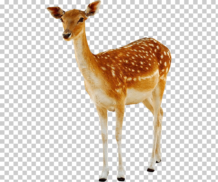 Deer Female, doe deer illustration PNG clipart.