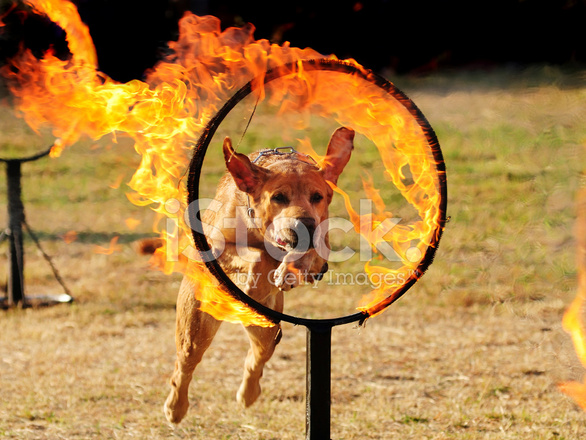 Dog Jumping Through A Hoop of Stock Photos.