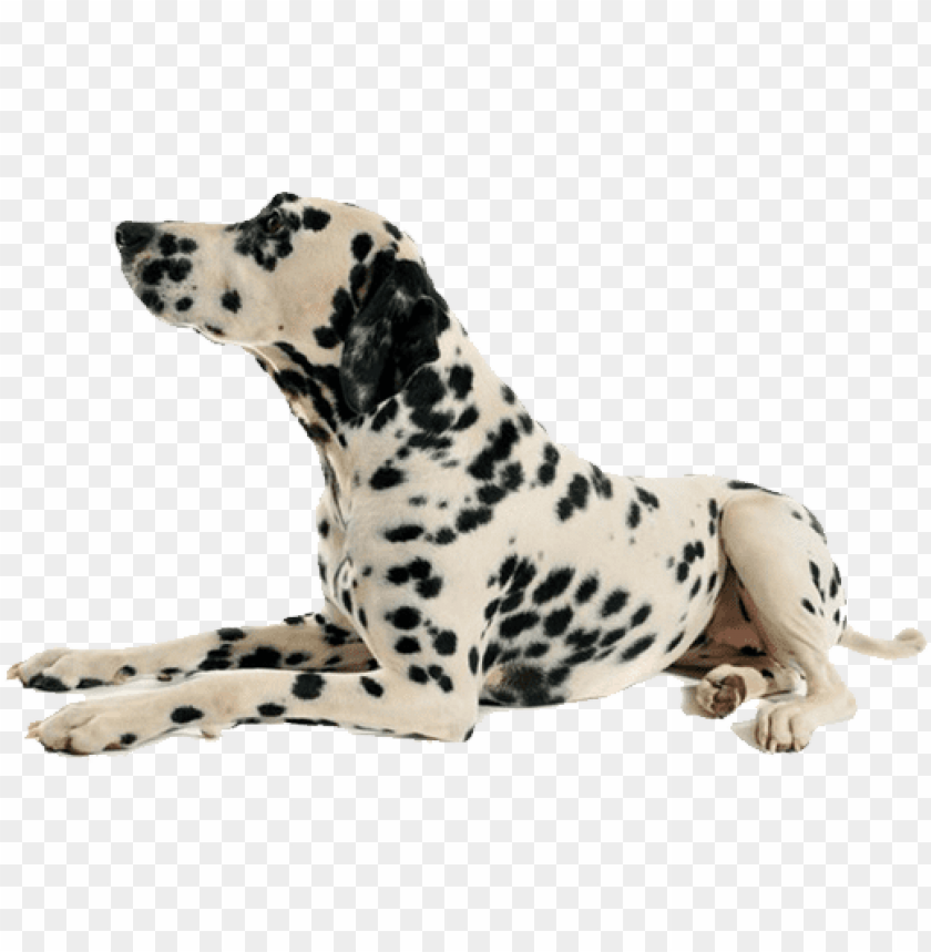 dog png.