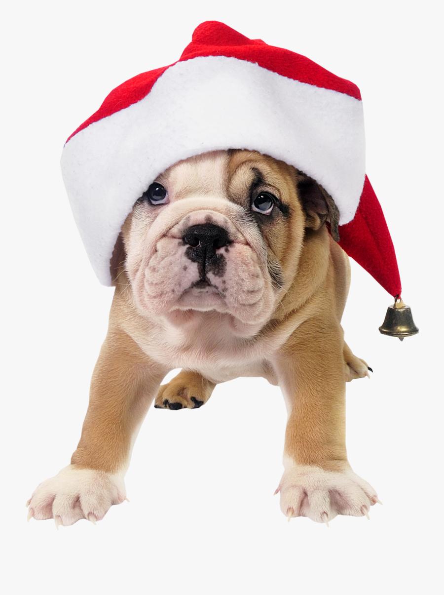 Clip Art Dog In Santa Hat.