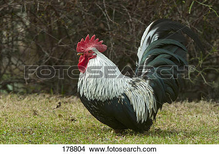 Stock Photo of Domestic Chicken, Japanese Bantam, Chabo (Gallus.