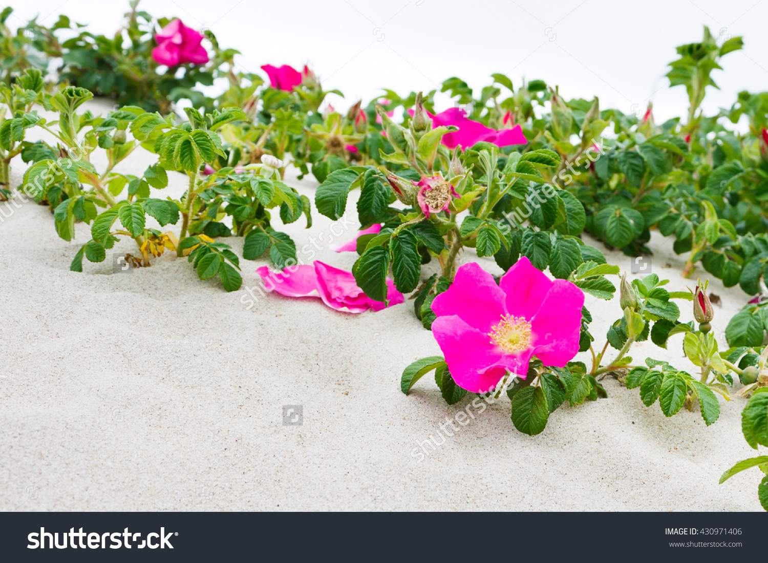 Blooming Rosa Rugosa ( Japanese Rose, Ramanas Rose) On Sandy.