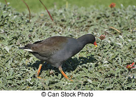 Stock Photography of Dusky Moorhen.