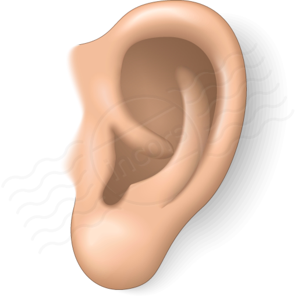 Ear clipart 10.