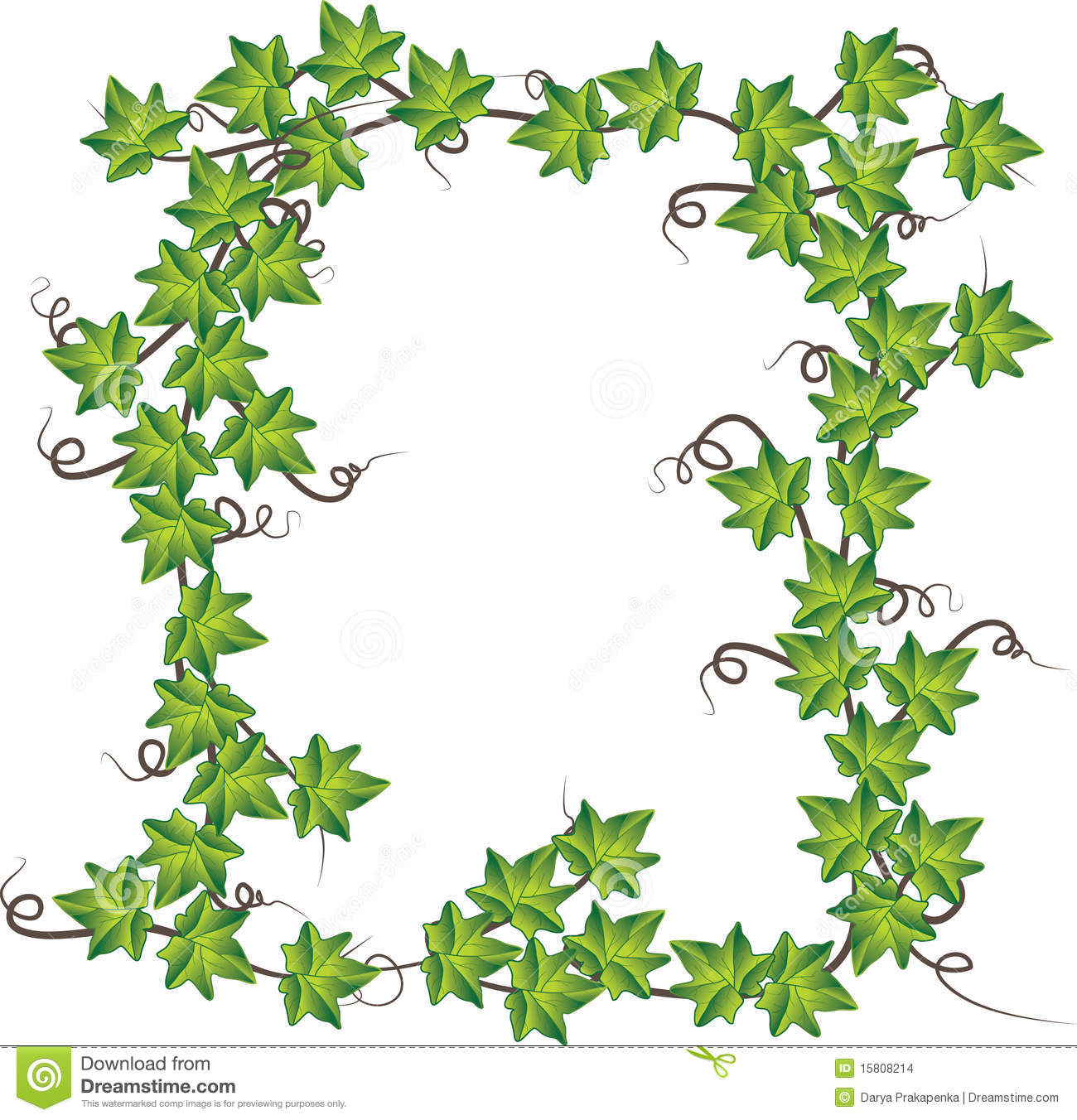 Green Ivy . Vector Illustration Stock Images.