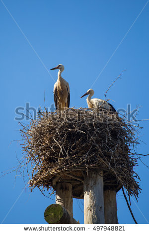 Gelege Stock Images, Royalty.