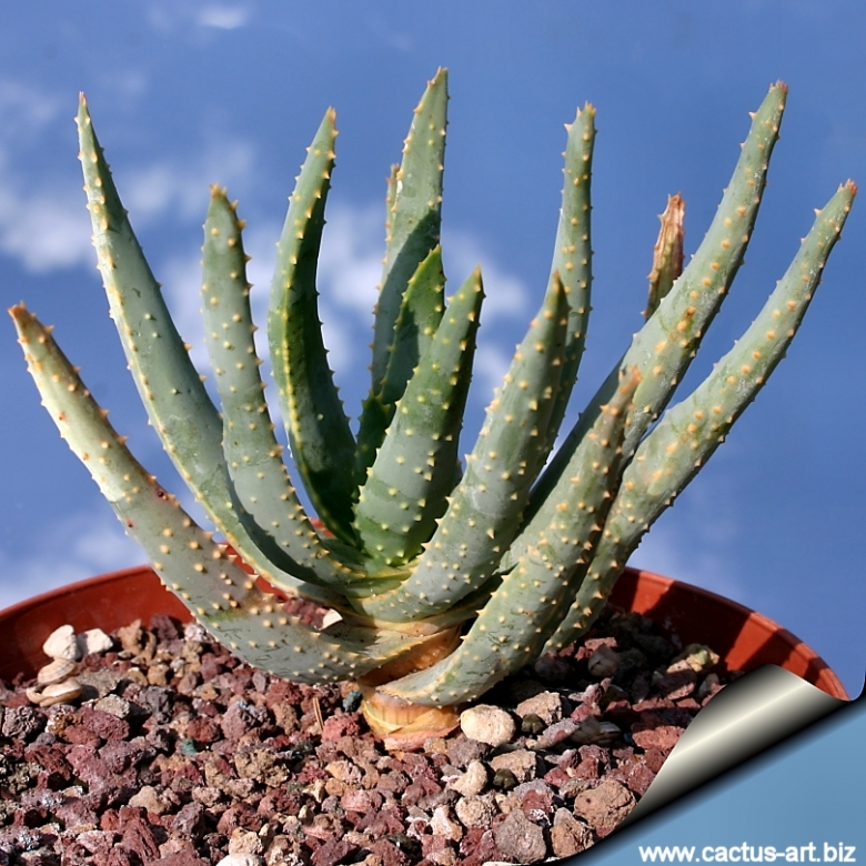 Aloe dichotoma.