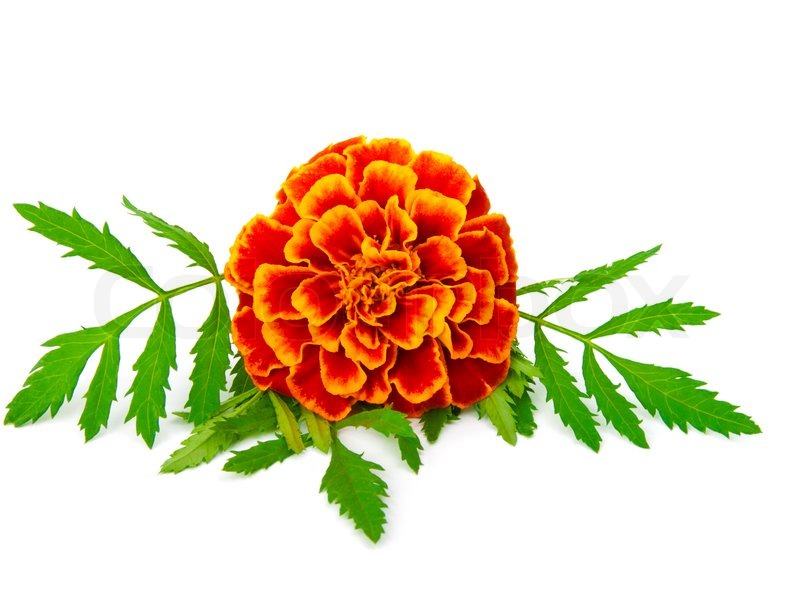 Marigold clip art free.