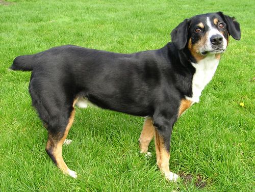 17 best ideas about Entlebucher Sennenhund on Pinterest.