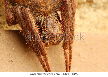 Eriophora Stock Photos, Royalty.