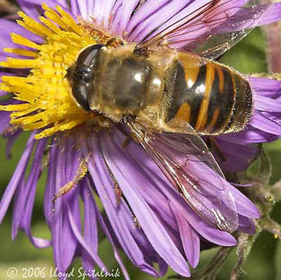 Eristalis Tenax Life Cycle.