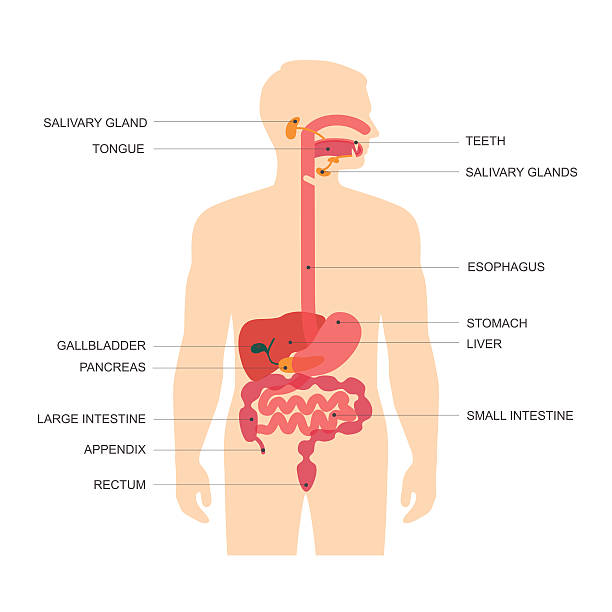 Best Esophagus Illustrations, Royalty.