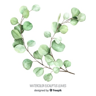 Eucalyptus Vectors, Photos and PSD files.