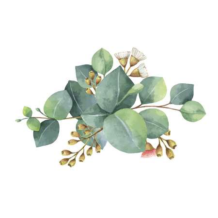 6,217 Eucalyptus Stock Illustrations, Cliparts And Royalty Free.