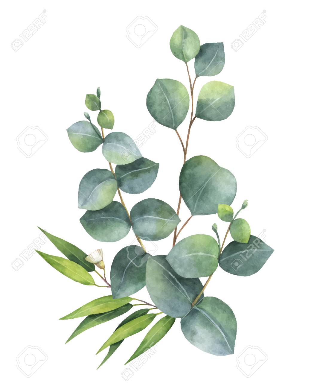 Watercolor vector bouquet with green eucalyptus leaves and branches.